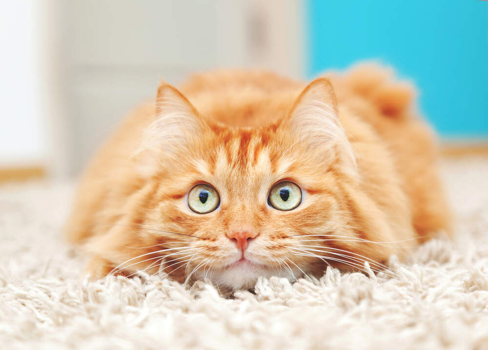 Cats Voi Pets